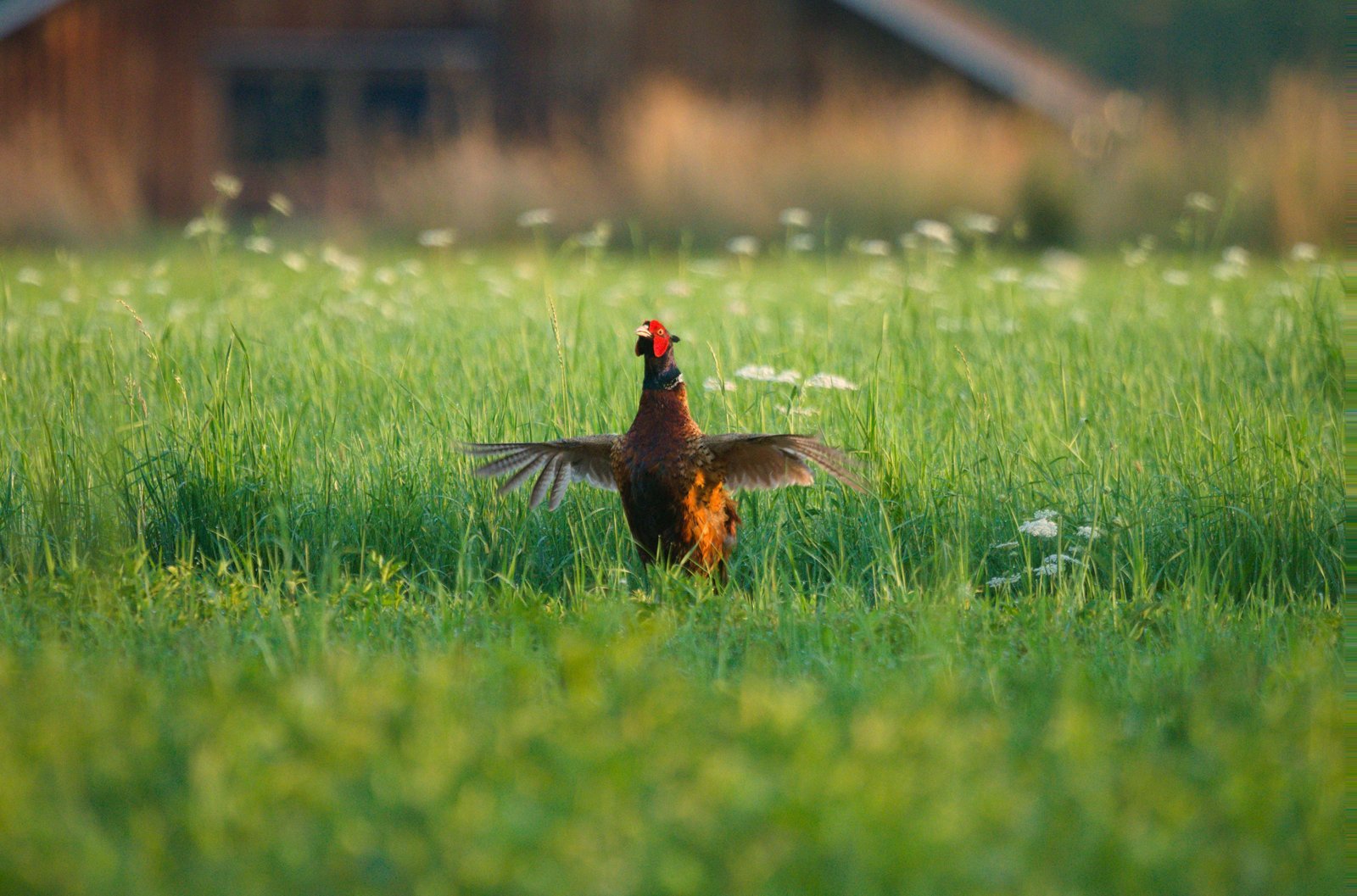 Fasan in der Natur
