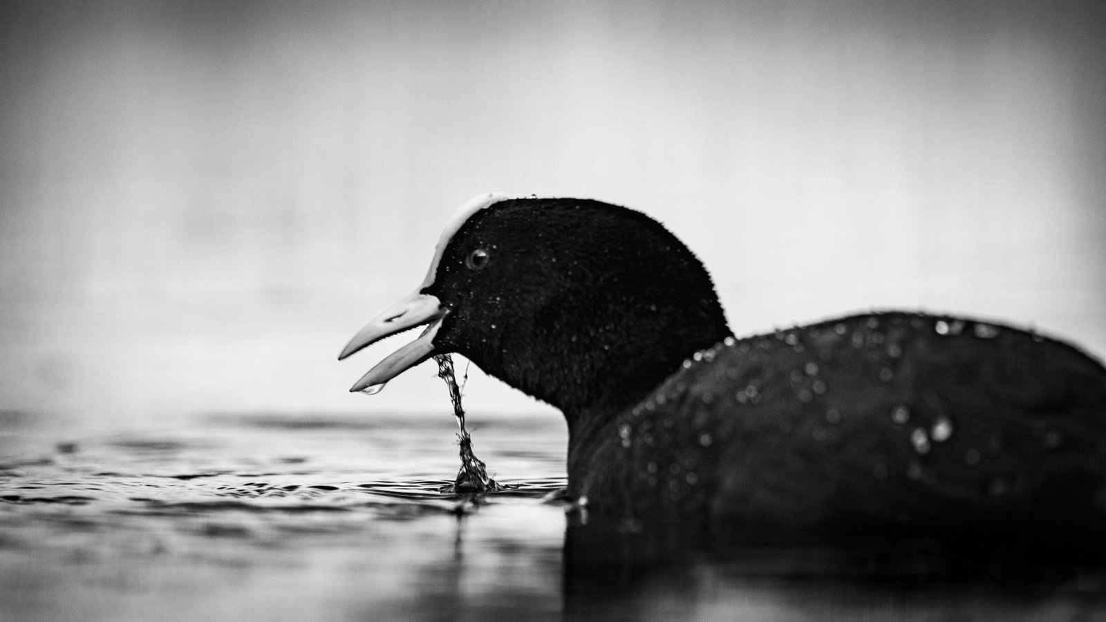 Haubentaucher auf ruhigem Wasser