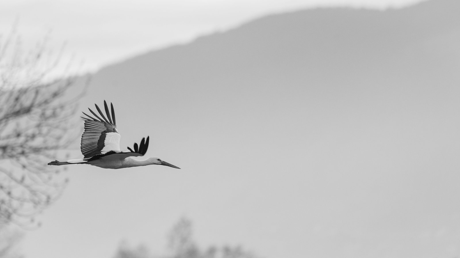 Storch im Flug