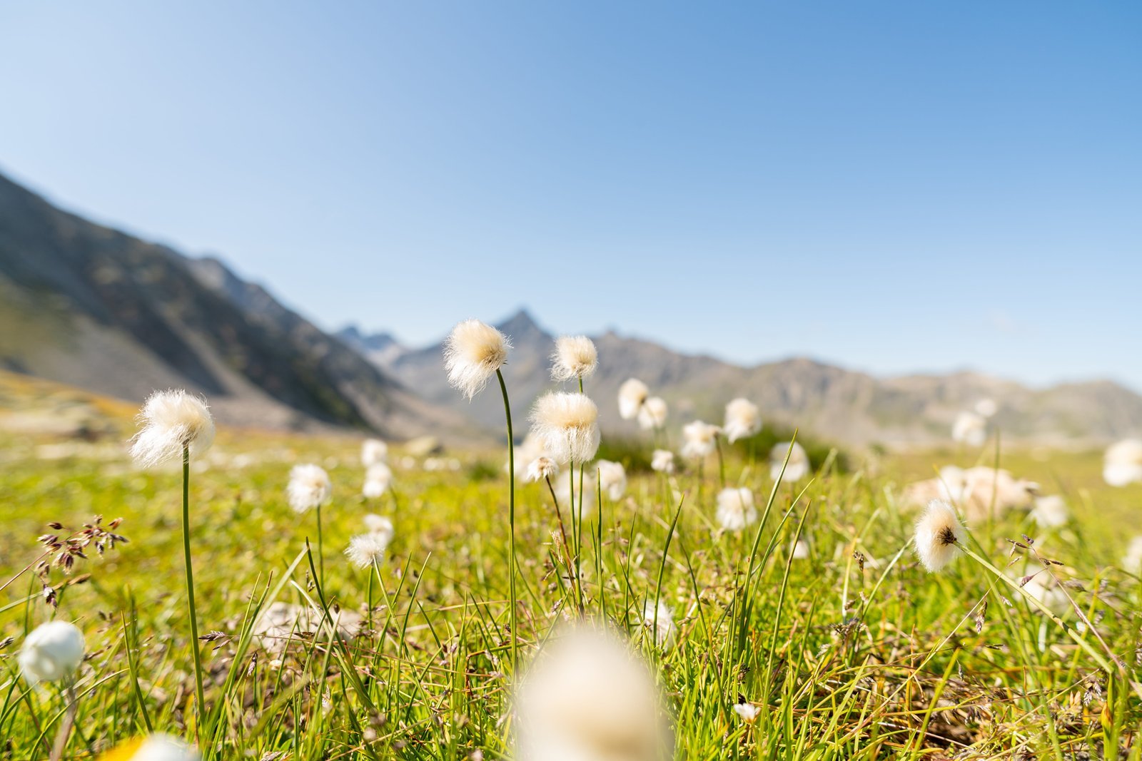 Wollgras vor einer Berglandschaft